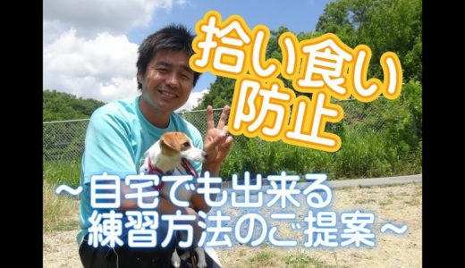 拾い食いをする子必見！拾い食いを予防する１つのご提案♪　～犬のしつけ・ドッグトレーニング～