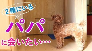 2階にいるパパに会いたい犬がとった行動がかわいい【トイプードル】