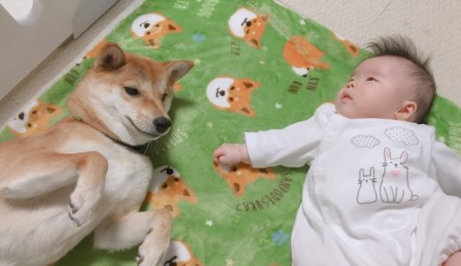 【子守犬】赤ちゃんの泣き声に反応する柴犬りんご郎