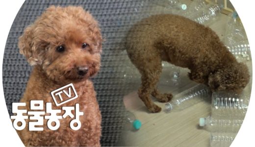 우리 집 깜놀犬 ‘순대’의 ‘용감한 심장’ 만들기 프로젝트! @TV 동물농장 20190728