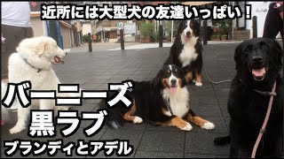 大型犬いっぱいの散歩・朝からたくさんの友達に会えるとテンション上がるね