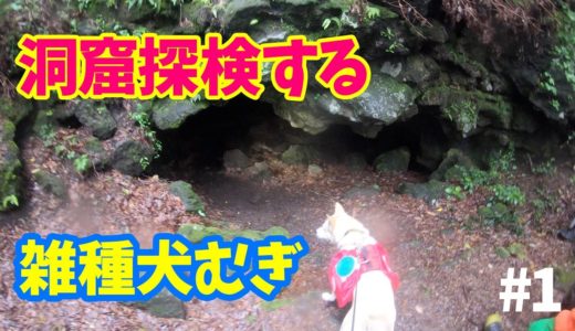 【雑種犬むぎの洞窟探検】特攻隊長むぎがいく溶岩洞窟の巻🐕2019年6月