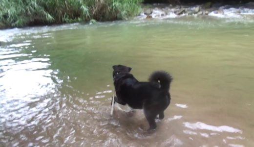 保健所から迎えた犬　水嫌いなのに川に突入してひびるわんこ