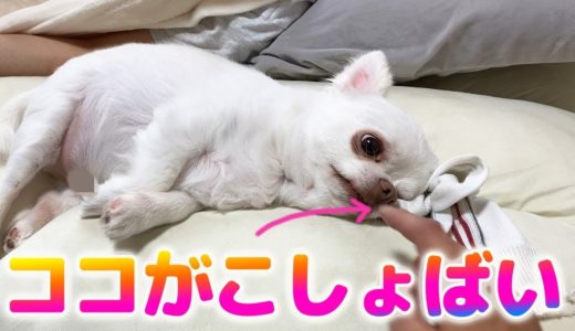 【悲報】くすぐったいツボがバレてしまった犬！チワワのコハクこしょばい