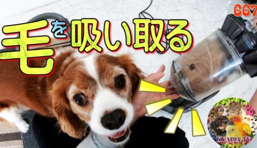 【気持ちいい映像】掃除機で犬の毛を直接吸い取って爽快667｜キャバリア面白い可愛い動物ペットたち