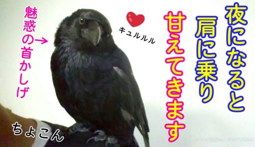 【魅惑の首かしげ】カラスに大好物のスイカを与えた結果。 動物あるある＆曲芸披露犬＆肩乗り甘えカラスw 20190728、カラス＆四つ足トリオ