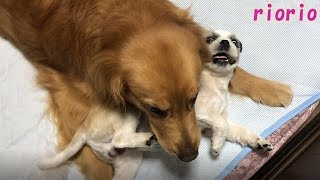 訳の分からん犬語を話しながらじゃれ合う愛犬たち(笑)[Golden Retriever][ShihTzu]