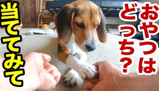 ビーグル犬なのに匂い当てゲームで間違えまくる子犬w