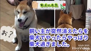 【柴犬】柴犬チャレンジ！必見！これが世界に誇る忠犬柴犬の本気をご覧ください【shiba inu】