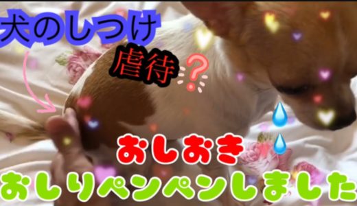 🐶チワワ[犬のしつけ❓それとも虐待⁉️]お尻ペンペンしたらえらい事になりました...😱