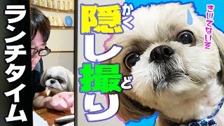 【こっそり撮影】おっさんとシーズー犬のお昼 dad and shihtzu lunch time