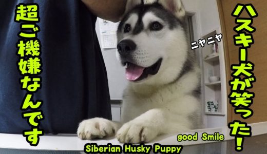 ここまでの笑顔は見たことがない　ハスキー犬のニヤニヤ Husky Puppy