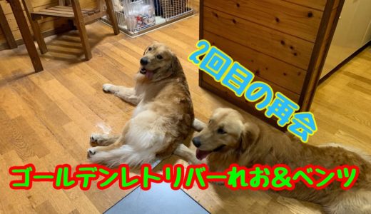 【大型犬】2回目の再会で色々わかった、ゴールデンレトリバーのれお