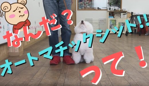 これを教えると、散歩が安全になる犬のしつけ。オートマチックシットを絶対教えてね！犬のしつけ教室ドッグキャッチ