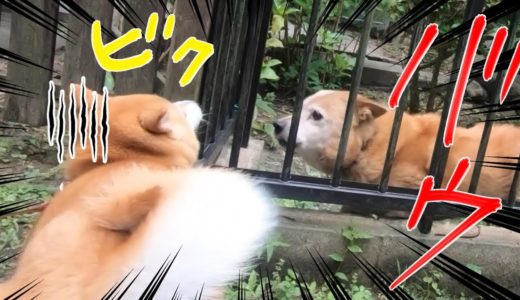 柴犬小春　看板犬に吠えられてびっくり　諏訪山公園・諏訪神社