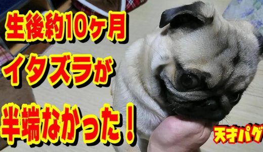 【絶妙なとぼけ方】笑える犬のイタズラ　犬は生後１年の頃が最もヤンチャらしい！　うちのパグ『おまめ日記』《ブサかわパグ動画》