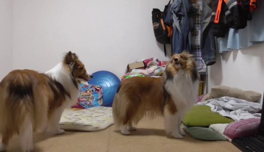 【可愛いシェルティ】飼い主が出かけた後の犬たちノーカット版