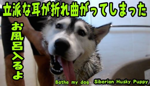 お風呂入ったら耳が折れ曲がってしまったハスキー犬がかわいい Husky Puppy