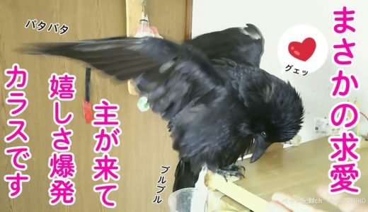 【まさかの求愛】カラスの部屋に入るやいなやいきなり求愛されましたw 襖破壊寝＆マッサージ姐さん＆とんがり犬 20190730、カラス＆四つ足トリオ