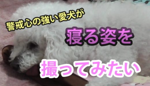 【犬動画】ただ寝ている愛犬を撮ってみた【平和な世界】