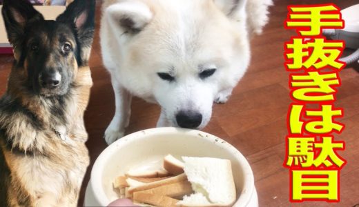 手抜き料理は駄目です！秋田犬そうすけ君断固拒否しますI don't want to eat