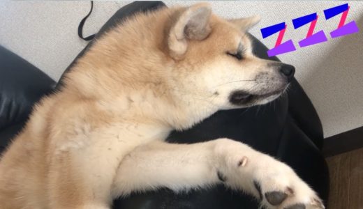 スヤスヤ眠る秋田犬らんぷの夢の中が丸見えだった！の巻　In the dream of Akita dog