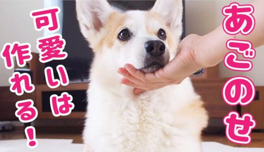 あごのせ最強可愛い説【犬のしつけ】