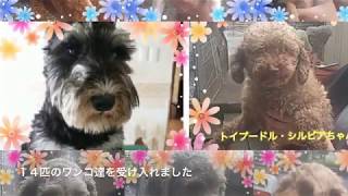 7月30日の保護犬の様子