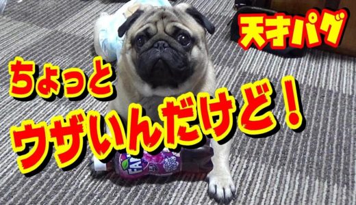 飼い主の話を、すごく迷惑そうに聞いている犬　うちのパグ『おまめ日記』《ブサかわパグ動画》