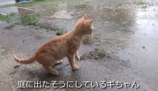 雨に打たれる犬と打ち勝ちたい子猫