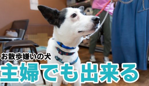 普通の主婦が心を閉ざしていた成犬をお散歩できるようにする！