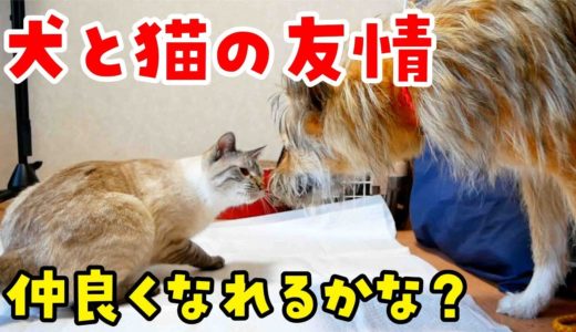 仲良くなりたいけど一歩踏み出せない猫と犬のもどかしいやりとりにほっこりしちゃいました