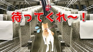 【京の柴犬】暫しの別れ！その場を動かない柴犬てんちゃん！　太郎の犬モノガタリ＃１４４