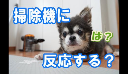 掃除機への反応は？ / Dog's reaction to vacuum cleaner【犬】