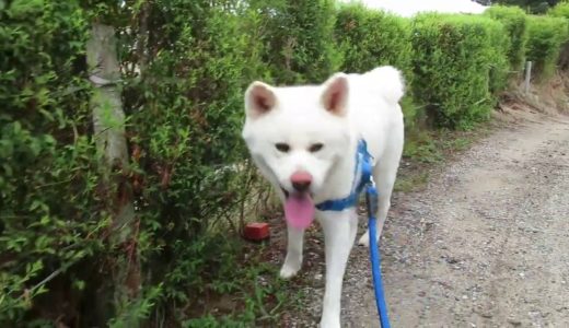 【秋田犬ゆうき】気になるお隣さんは垣根の間からこっそり確認する【akita dog】