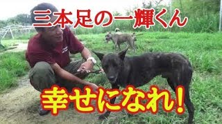 トラバサミに前足を奪われた甲斐犬一輝くん幸せ掴みました！Animal Rescue Nursing