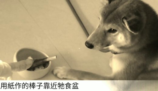 護食犬第一次矯正實錄