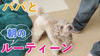 パパと犬のモーニングルーティーン（時々ママも）！起床〜出勤まで【トイプードル】