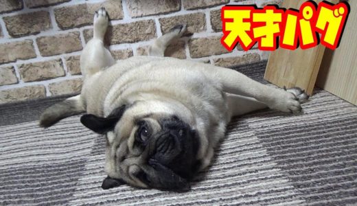 人間並の寝かたをする、寝相の悪い犬　うちのパグ『おまめ日記』《ブサかわパグ動画》