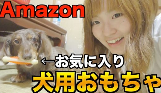 Amazonで海外の犬用おもちゃおもしろそうなのいろいろ買ったので遊んでみた