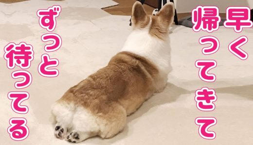 飼い主の帰宅を待つ忠犬コーギー