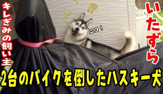 2台のバイクを倒したハスキー犬にキレぎみの飼い主 Husky Puppy