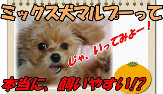 人気ミックス犬マルプー（マルチーズ×トイプードル）｜性格は？成犬後は？本当に飼いやすい？