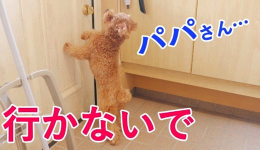 お出かけするパパを全力で引き止める犬がかわいいw【トイプードル】