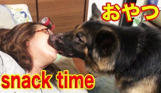 おやつ食べて、散歩して、のんびりシェパード犬の夕方snack time