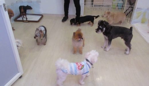 犬たちのプレイタイムその３