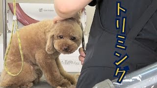 犬のPonta 東金沢店でのトリミングをするトイプードルのレイリー（⑲年6月⑫日）