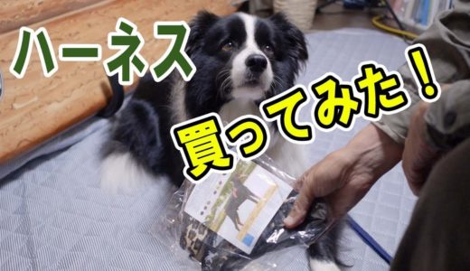 旅犬のための準備をするボーダーコリー