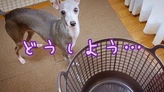 困っちゃったイタグレ（イタリアングレイハウンド）【犬動画】