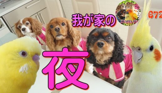 1日の終わりに・犬とインコ家672｜面白い可愛い動物ペット Cute Funny animals